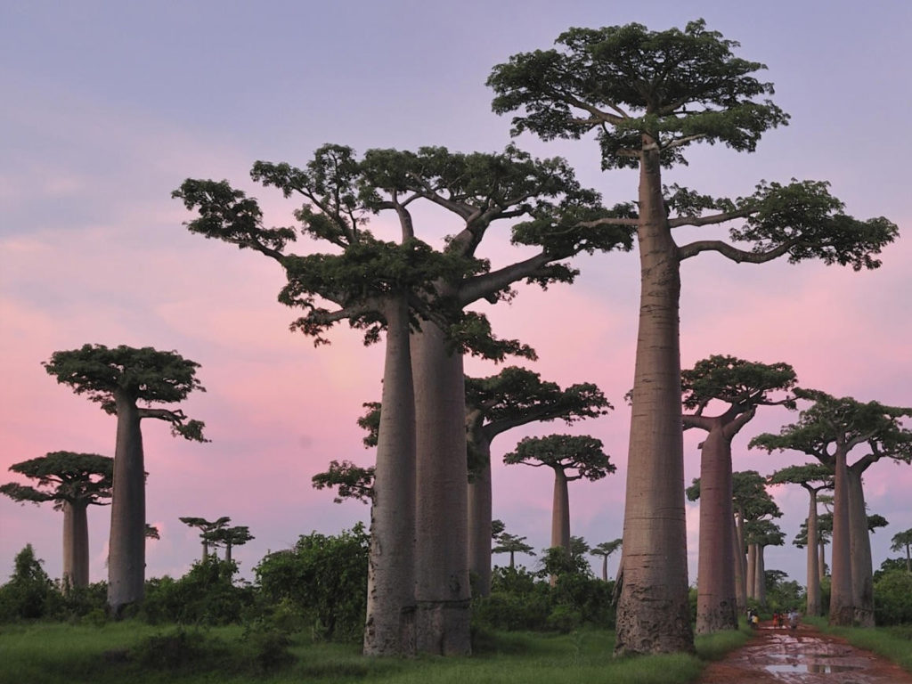 uxury Madagascar Tour – Explore the Pristine Rainforests & Unique Wildlife of Madagascar