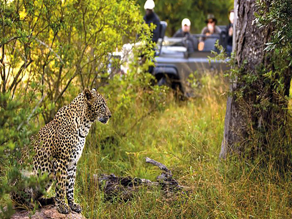 Leopard in the wild