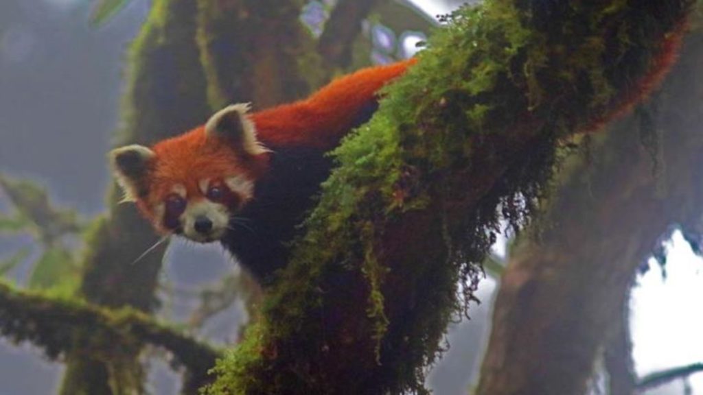 Red Panda perched on a tree branch during a Red Panda Safari in India