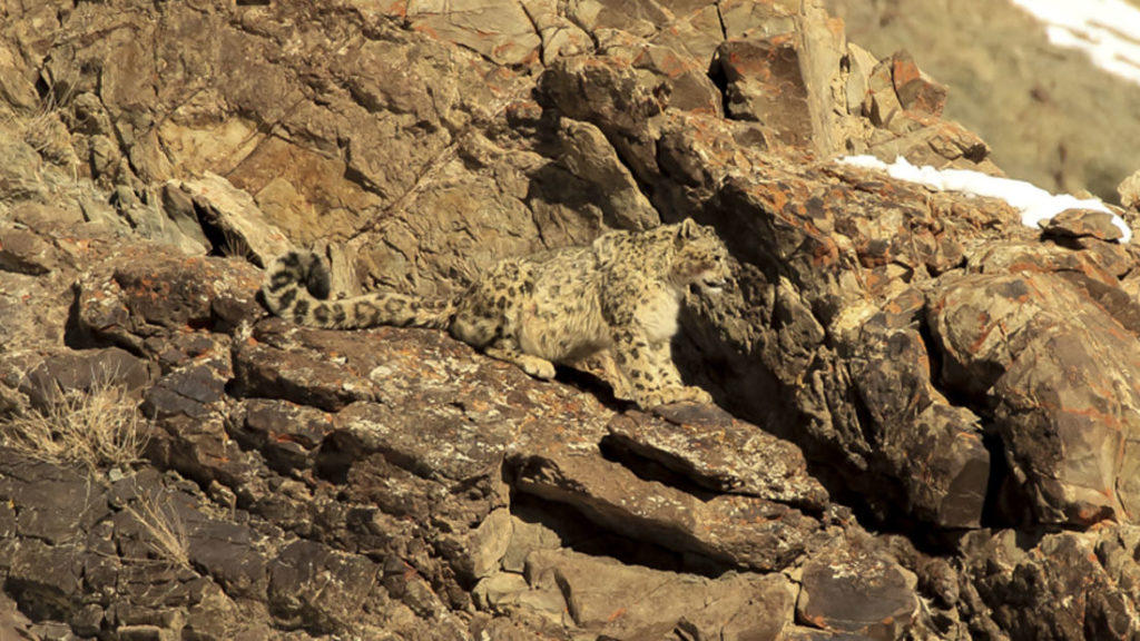 Spotting scope on a Snow Leopard expedition in Hemis National Park