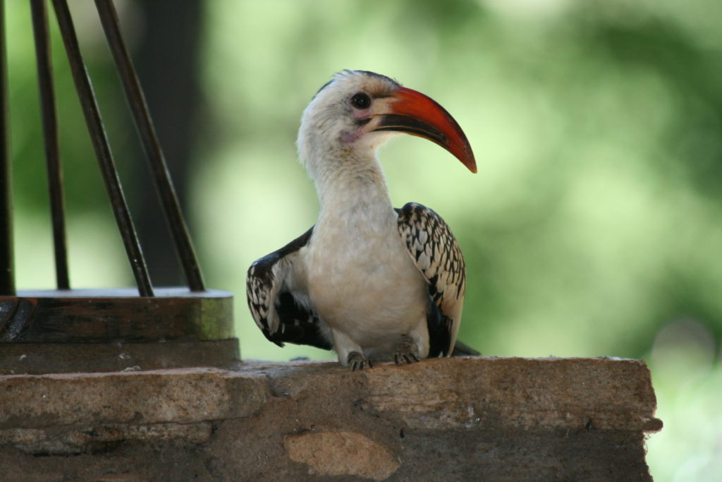 Hornbill inSamburu National Park, Kenya
