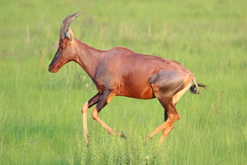 Topi hunt and kill in Masai Mara