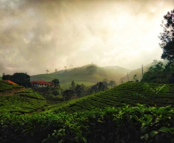 wayanad and bekal