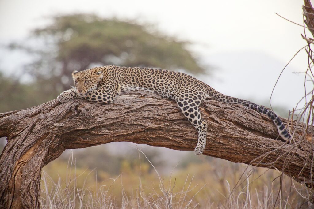 safely watching a leopard in a tree
