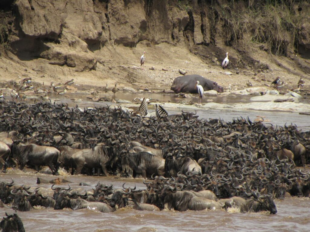 wildebeest crossing