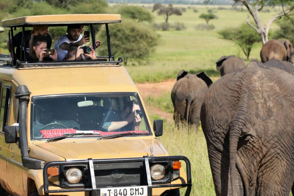 Guests on an African safari observing elephants ethically in the wild