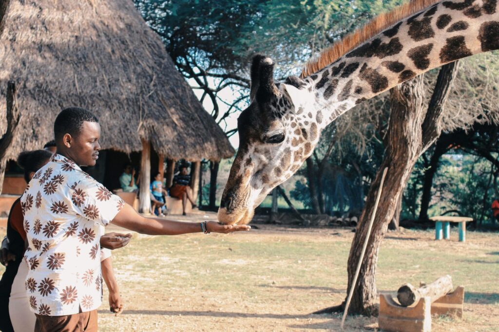 raveler engaging respectfully with animals– do’s and don’ts in Kenya cultural etiquette