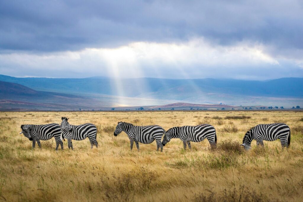 Wildebeest herd crossing the Mara River during the Great Migration – Kenya Tanzania safari peak season