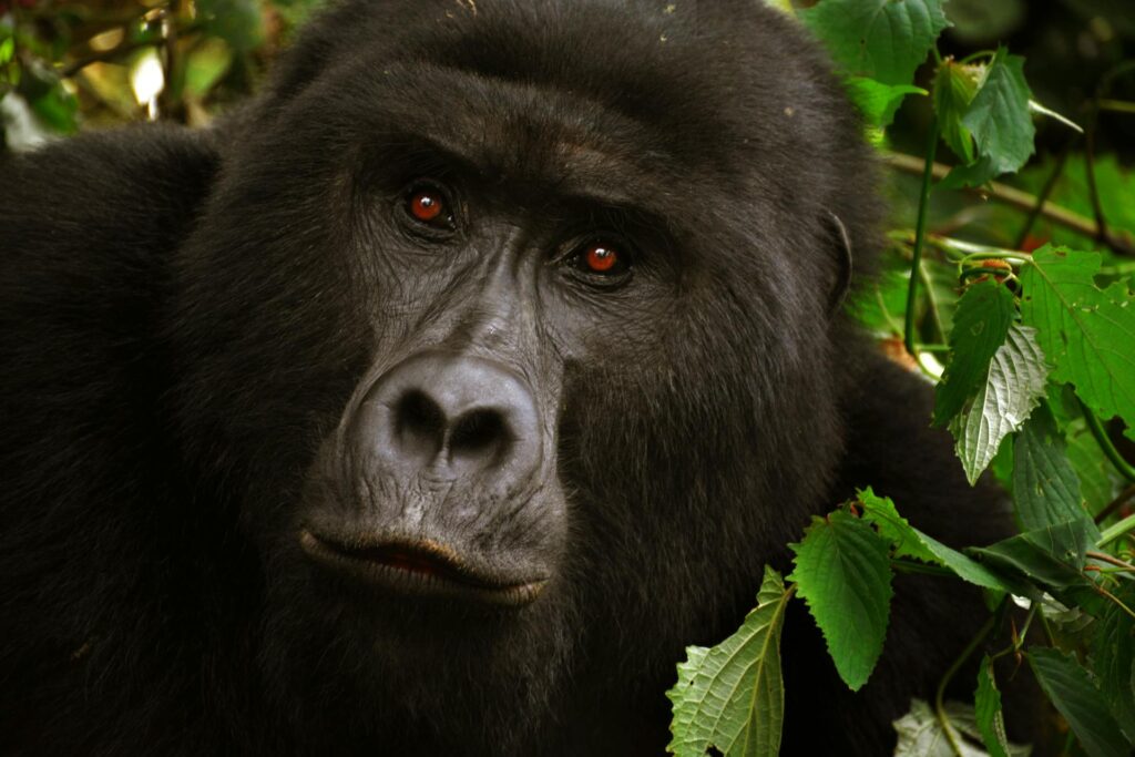Rwanda luxury safaris
