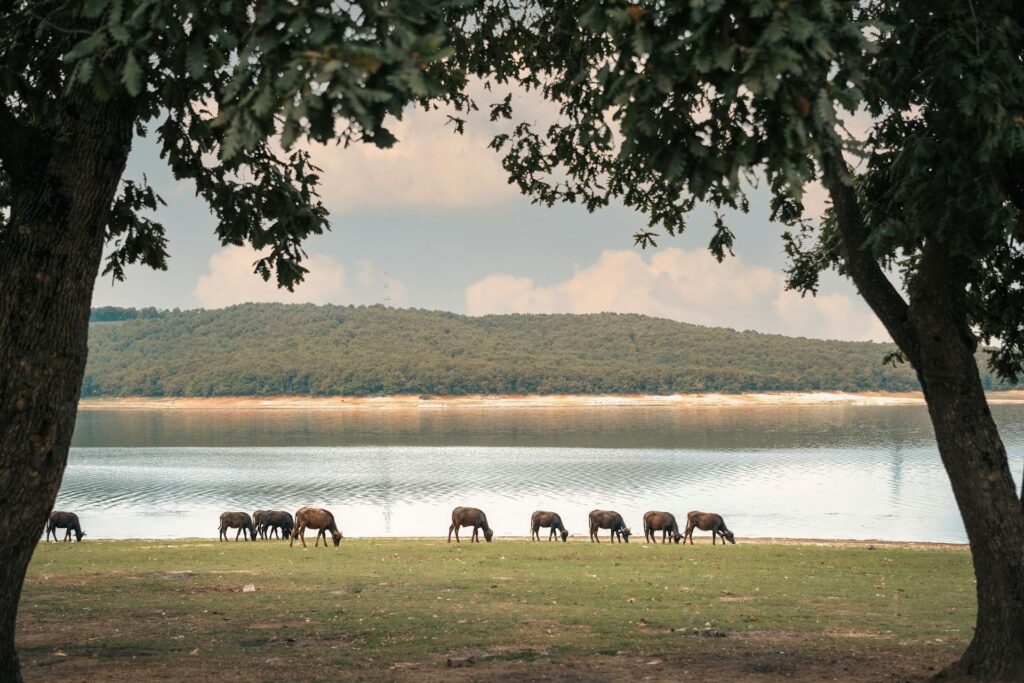 Luxury Safaris Malawi