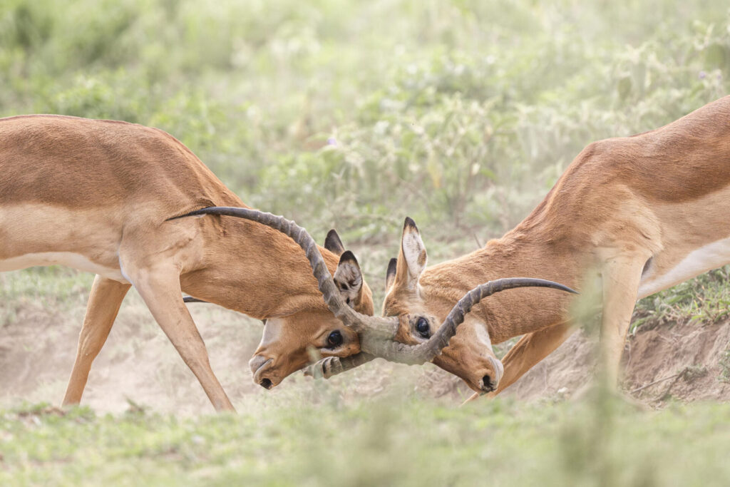 Severin Safari Camp, Tsavo