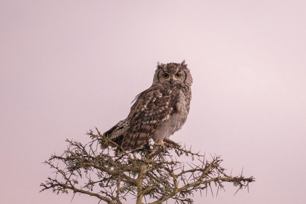 Severin Safari Camp, Tsavo