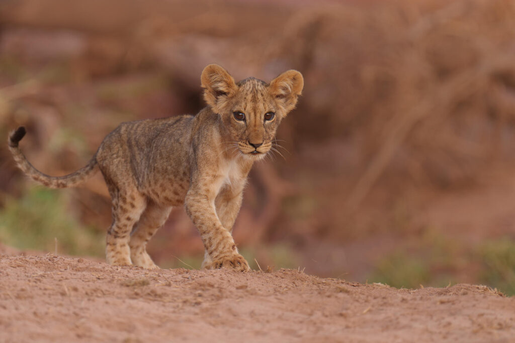 Soroi Larsens Samburu