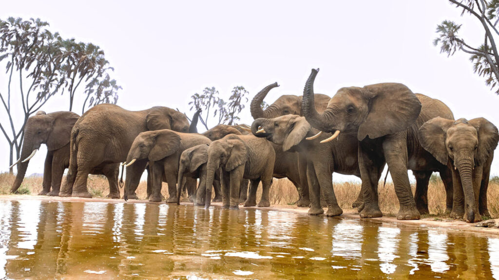 Soroi Larsens Samburu