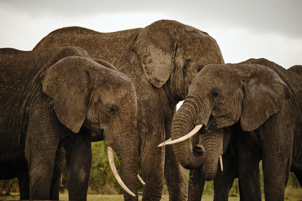 Sanctuary Tambarare Camp