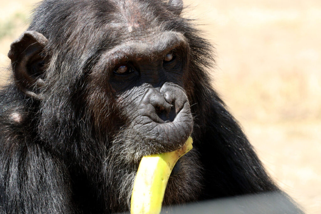 Sweetwaters Serena Camp