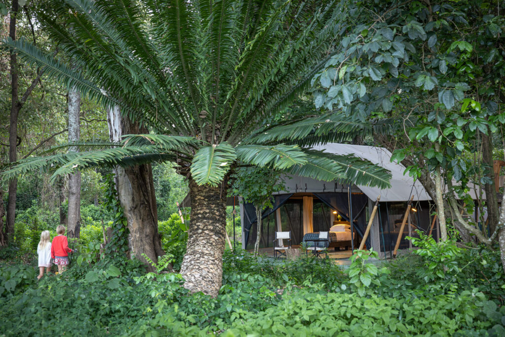 Kitich Forest Camp Tucked deep within the forested valleys of the Matthews Range, Kitich Forest Camp offers one of the most unusual safari experiences in Kenya. Set beside the Ngeng River in Namunyak Conservancy, the camp is best known for its exceptional guided walks through mountain forest and along shaded riverbanks. For travellers seeking a quieter and more immersive wilderness experience, Kitich adds an old-school exploratory dimension to the Matthews Range.