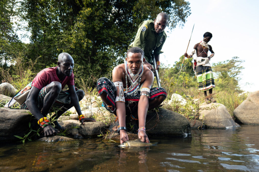 Kitich Forest Camp
Tucked deep within the forested valleys of the Matthews Range, Kitich Forest Camp offers one of the most unusual safari experiences in Kenya. Set beside the Ngeng River in Namunyak Conservancy, the camp is best known for its exceptional guided walks through mountain forest and along shaded riverbanks. For travellers seeking a quieter and more immersive wilderness experience, Kitich adds an old-school exploratory dimension to the Matthews Range.