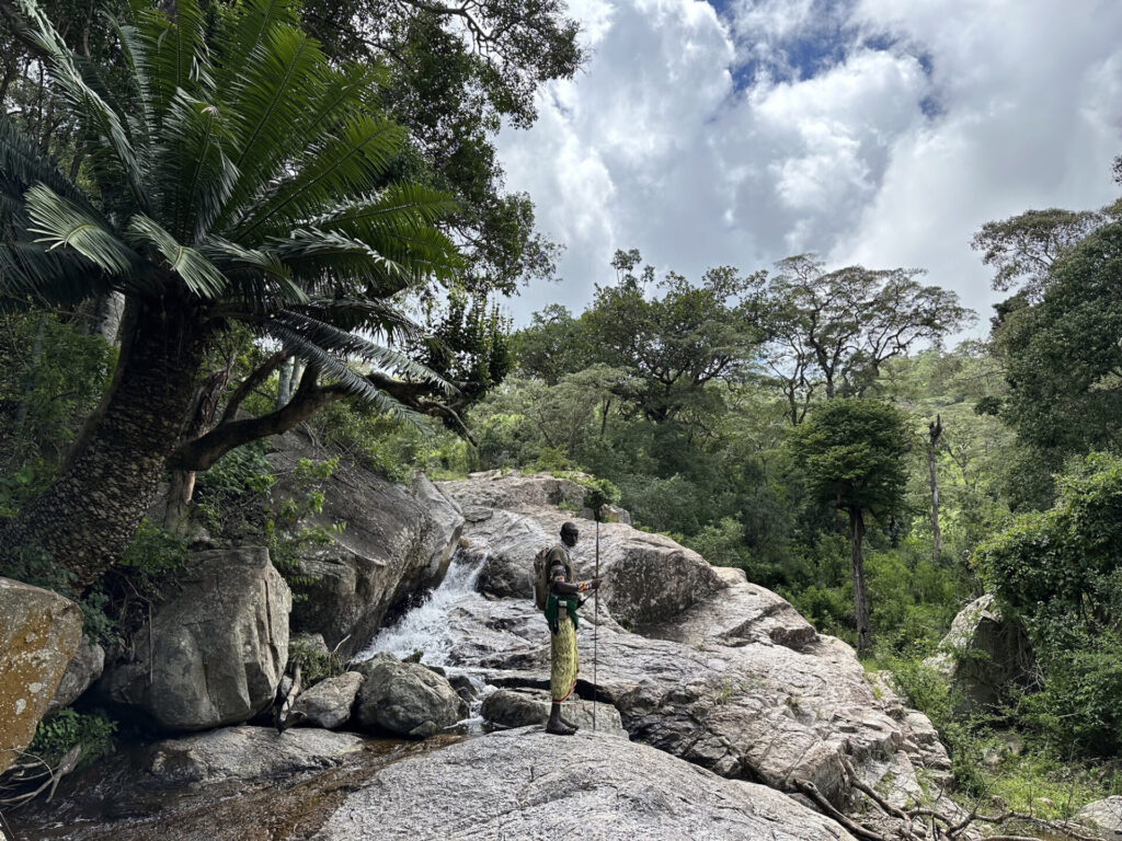 Kitich Forest Camp
Tucked deep within the forested valleys of the Matthews Range, Kitich Forest Camp offers one of the most unusual safari experiences in Kenya. Set beside the Ngeng River in Namunyak Conservancy, the camp is best known for its exceptional guided walks through mountain forest and along shaded riverbanks. For travellers seeking a quieter and more immersive wilderness experience, Kitich adds an old-school exploratory dimension to the Matthews Range.