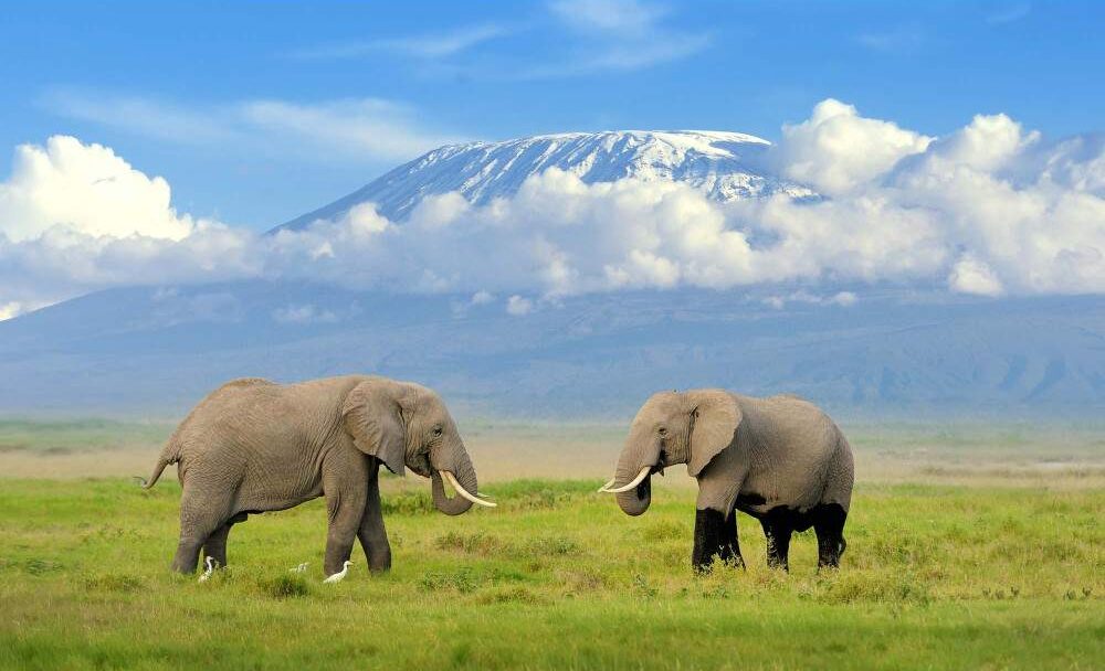 amboseli National park