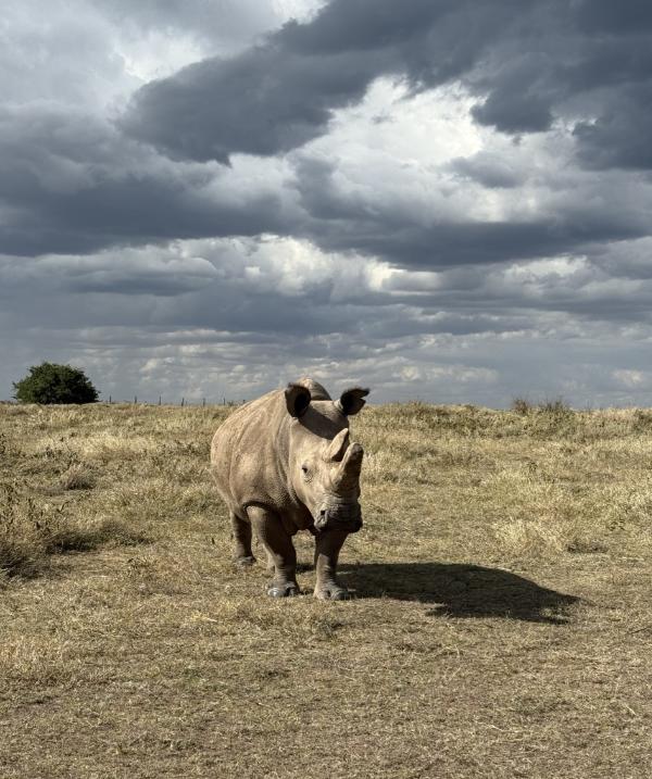 Asilia-Ol-Pejeta-Bush-Camp