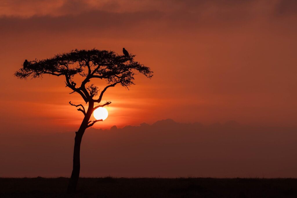 The House. Oloi Shorua