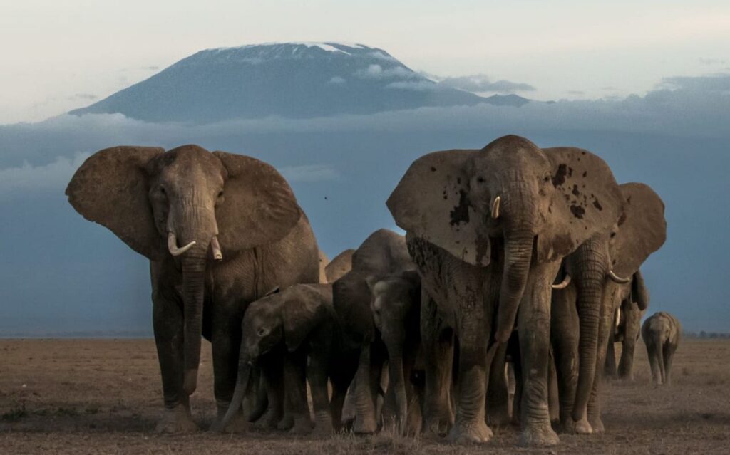 Amboseli Serena