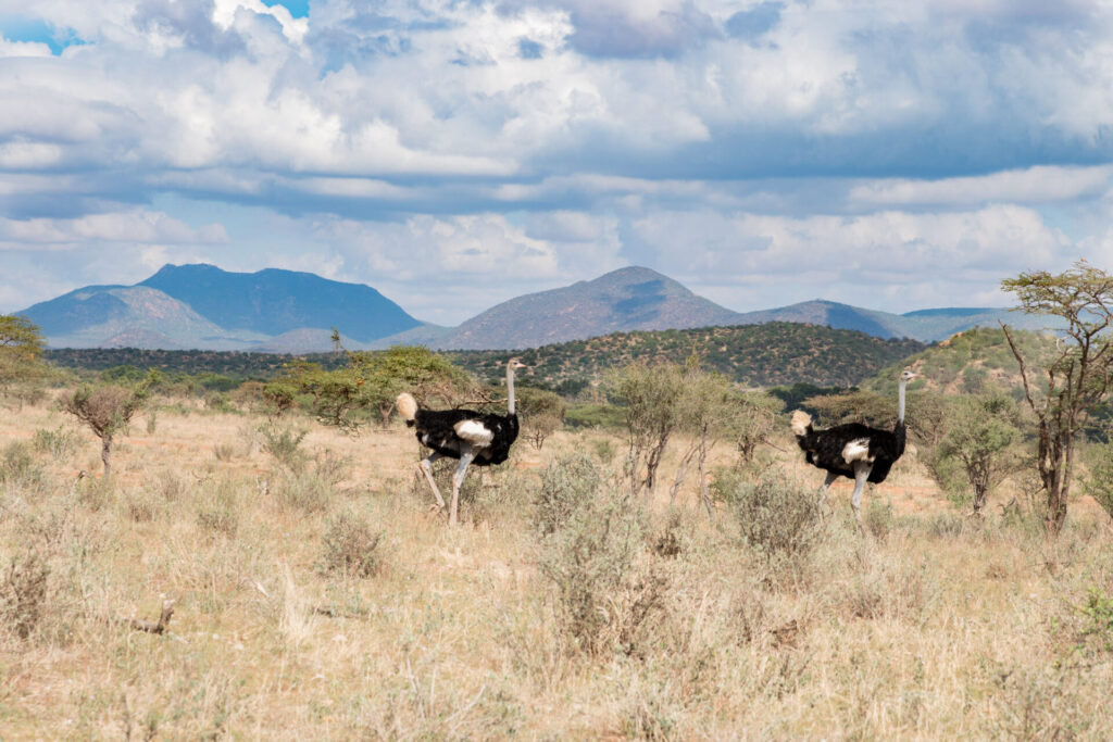 Elephant Bedroom Camp