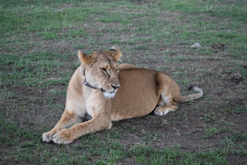 Sweetwaters Serena Camp