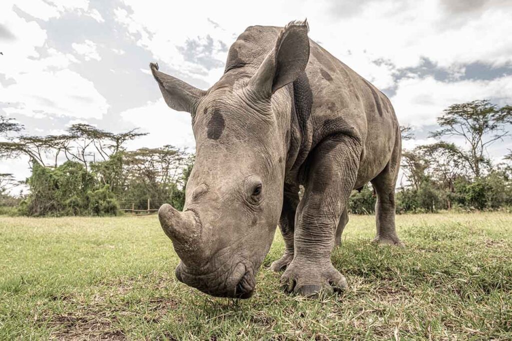 Saruni Rhino Samburu