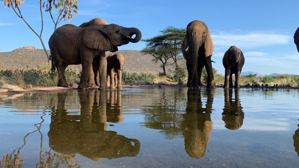Soroi Larsens Samburu