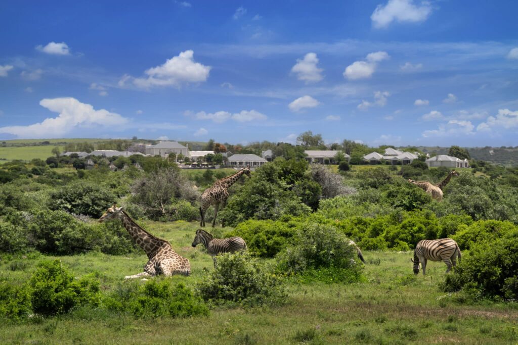 Shamwari Long Lee Manor