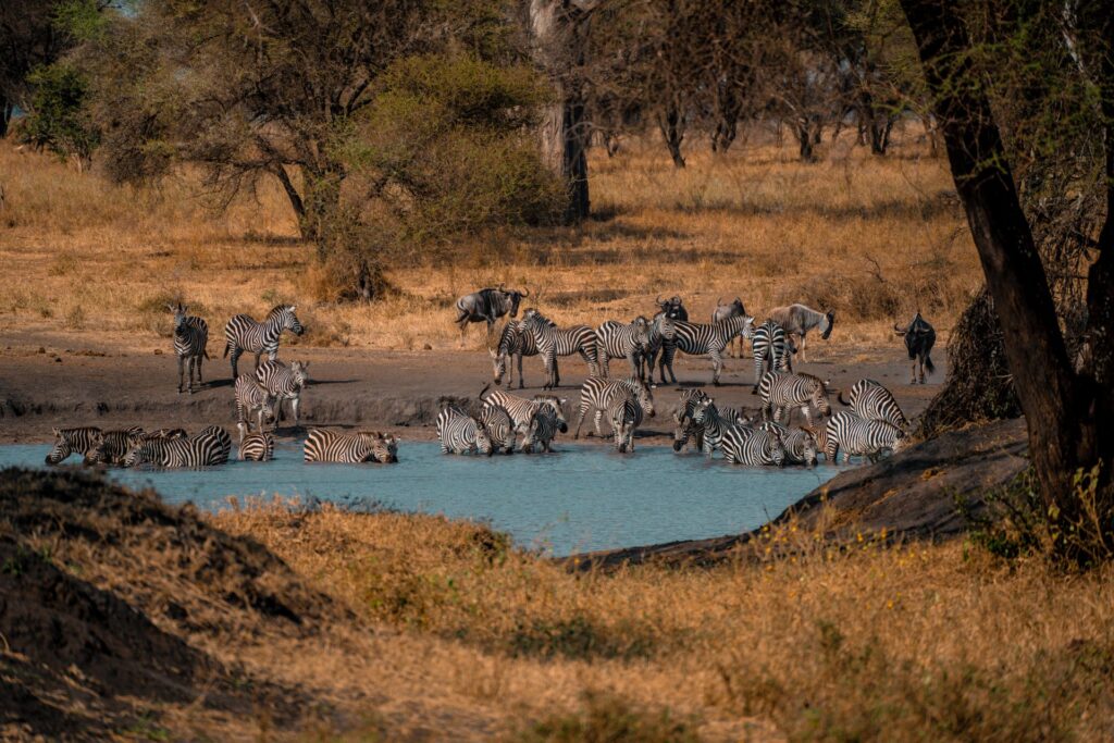 Ruaha Safari Lodges