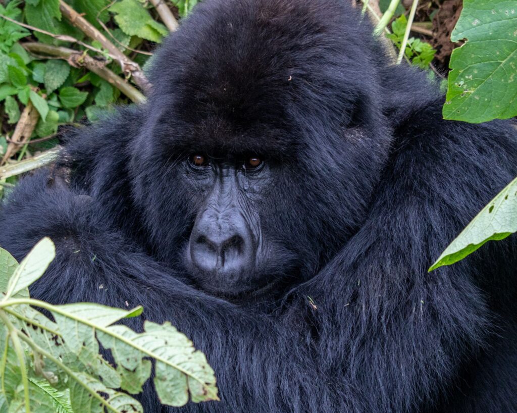 Rwanda Safari Guide