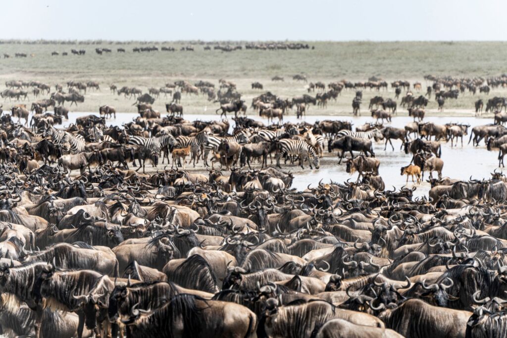 Tanzania Safari Collection