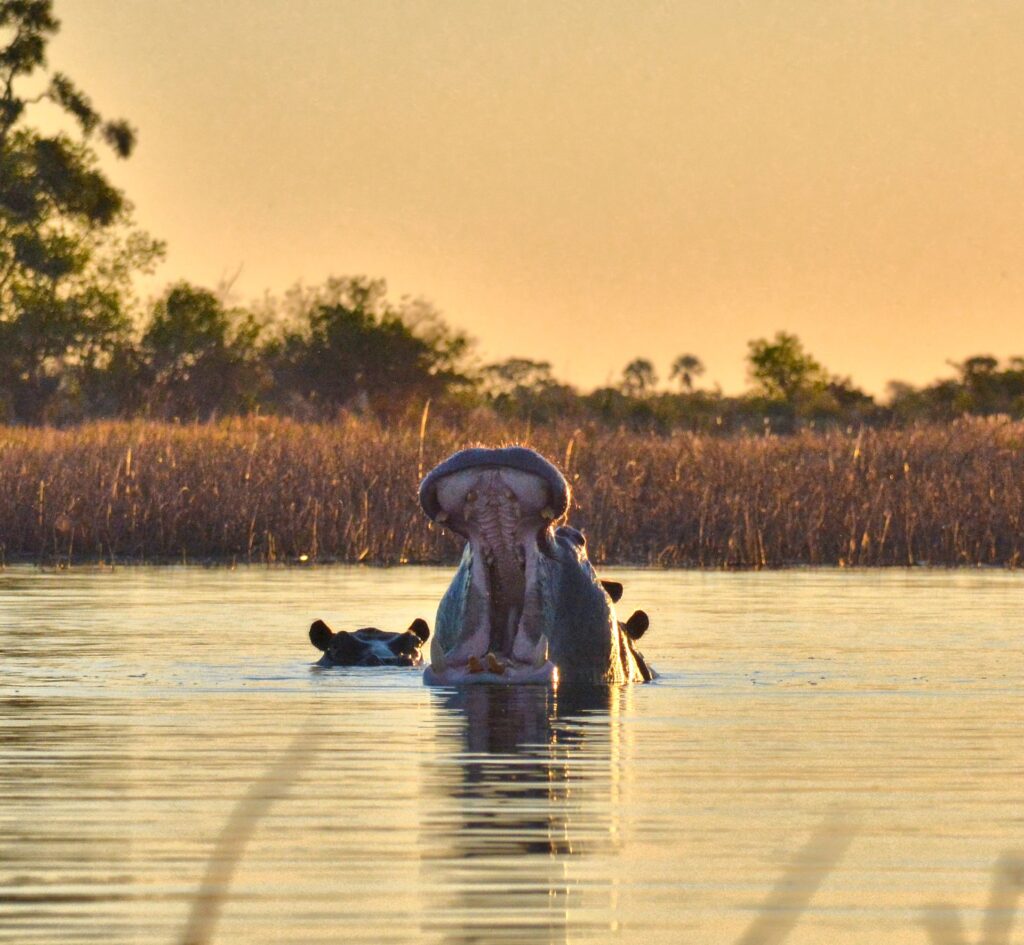 Zimbabwe safari guide