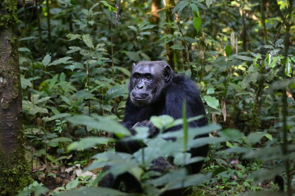 Uganda Safari Guide