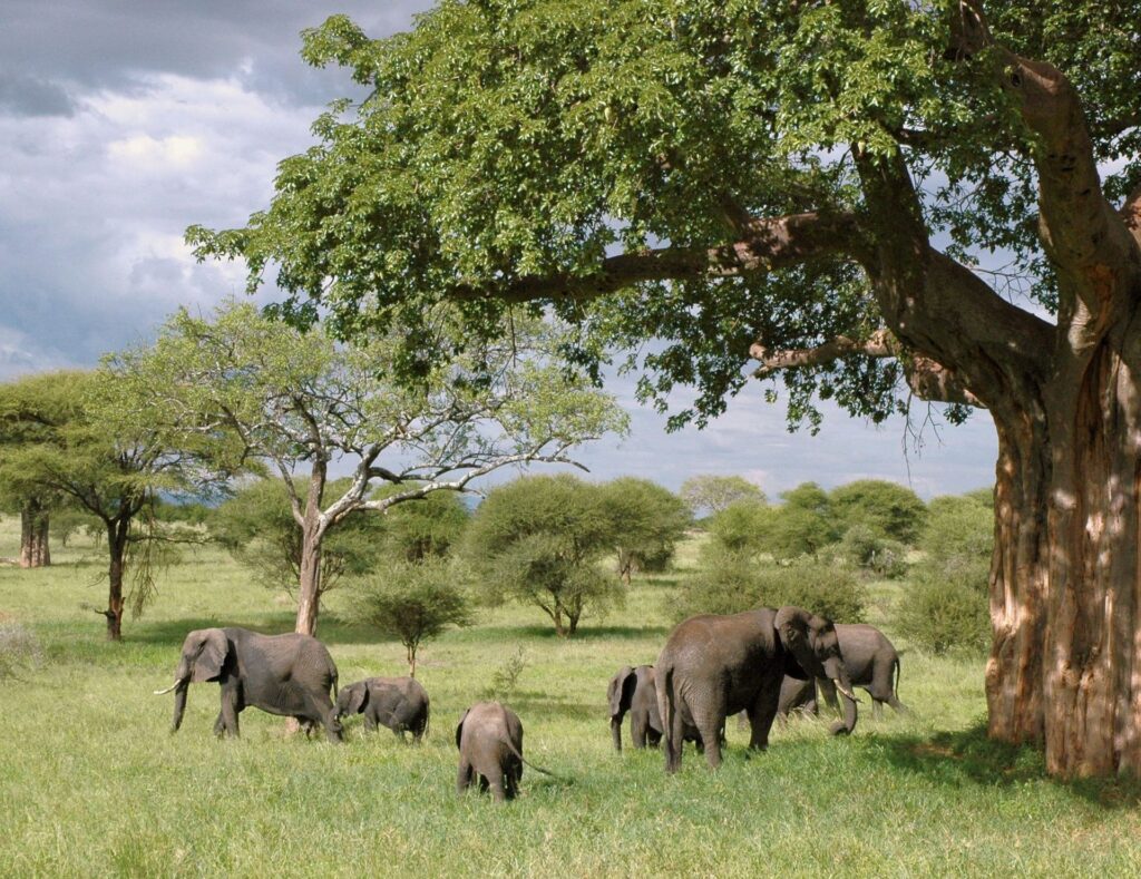 Tarangire Safari Collection