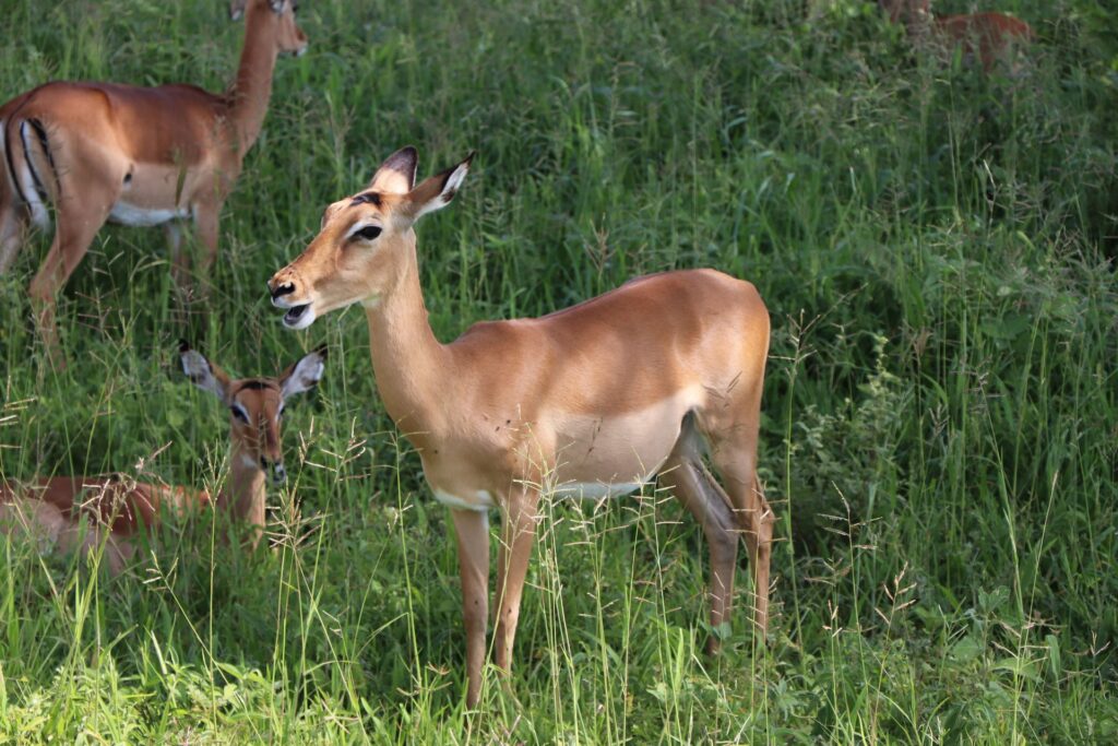 Nyerere Safari Lodges