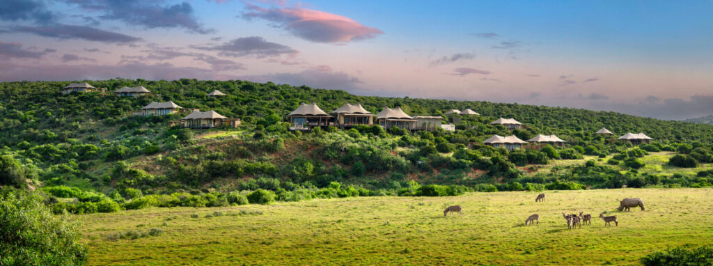 Shamwari Sindile