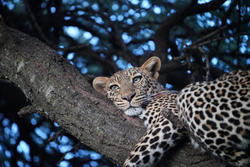 A leopard resting along an acacia branch at dusk, looking up